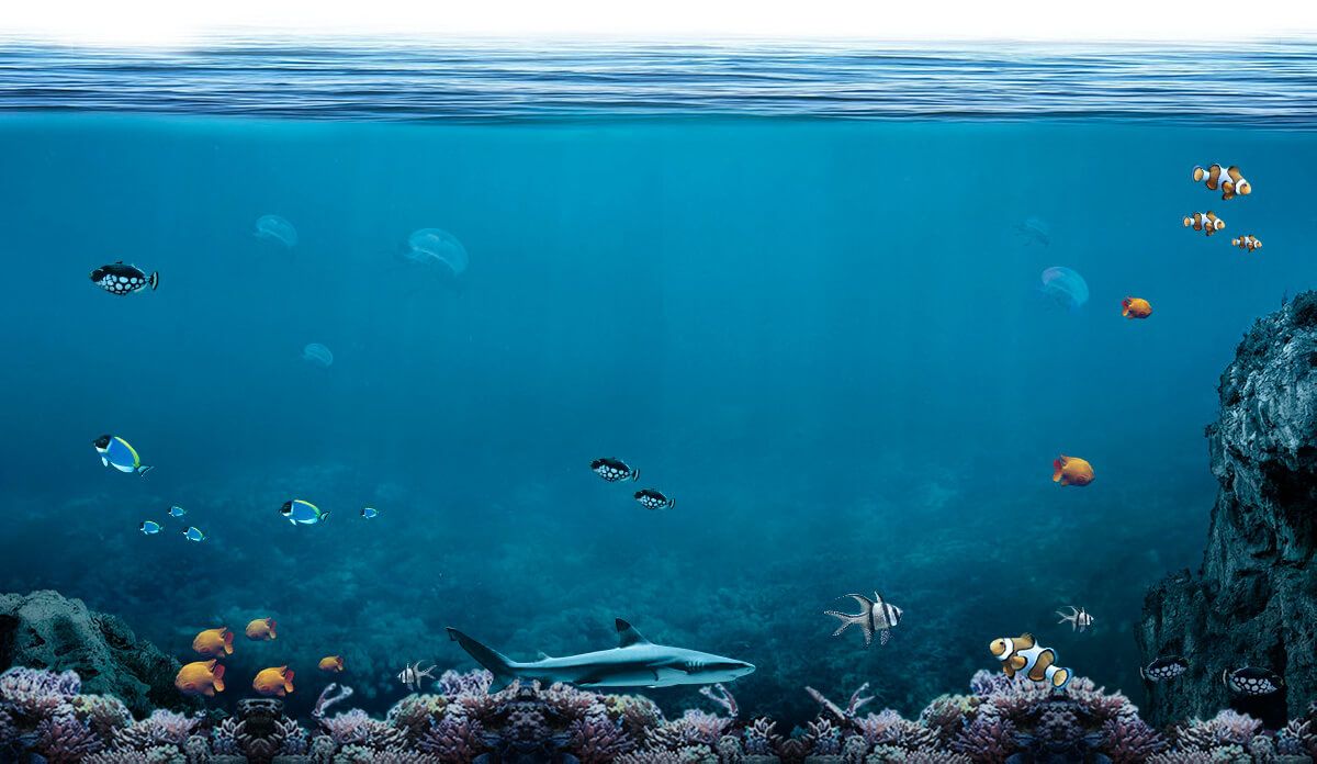 Fonds marins et poissons au large de la Mauritanie